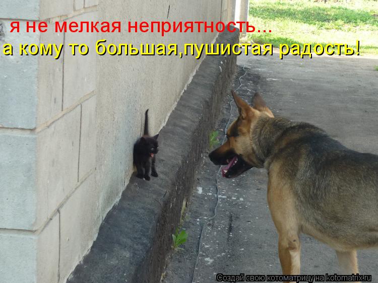 я не мелкая неприятность... а кому то большая,пушистая радость!... Котоматрица: я не мелкая неприятность... а кому то большая,пушистая радость!