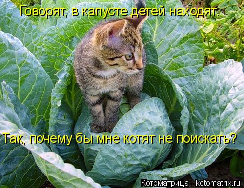 Говорят, в капусте детей находят. Так, почему бы мне котят не поискать?... Котоматрица: Говорят, в капусте детей находят. Так, почему бы мне котят не поискать?