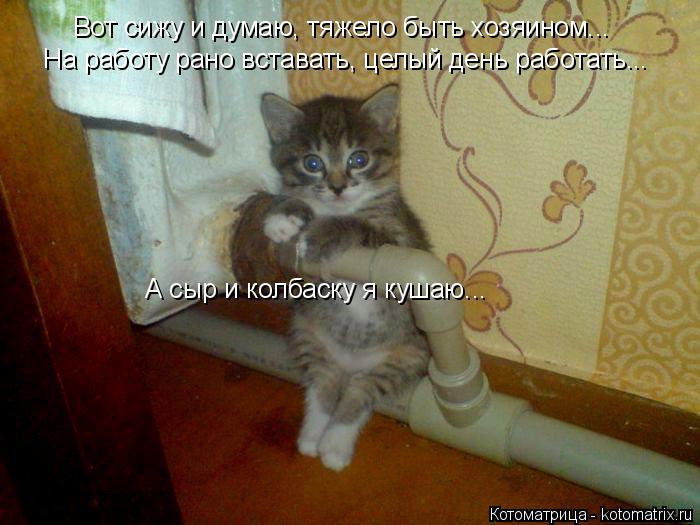 Вот сижу и думаю, тяжело быть хозяином... На работу рано вставать, целый день работать... А сыр и кол... Котоматрица: Вот сижу и думаю, тяжело быть хозяином... На работу рано вставать, целый день работать... А сыр и колбаску я кушаю...