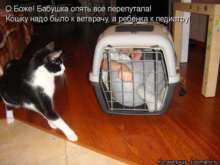 О Боже! Бабушка опять все перепутала! Кошку надо было к ветврачу, а ребенка к педиатру!... Котоматрица: О Боже! Бабушка опять все перепутала! Кошку надо было к ветврачу, а ребенка к педиатру!