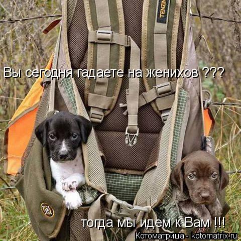 Вы сегодня гадаете на женихов ??? тогда мы идем к Вам !!!... Котоматрица: Вы сегодня гадаете на женихов ??? тогда мы идем к Вам !!!