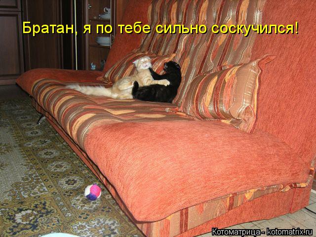 Братан, я по тебе сильно соскучился!... Котоматрица: Братан, я по тебе сильно соскучился!