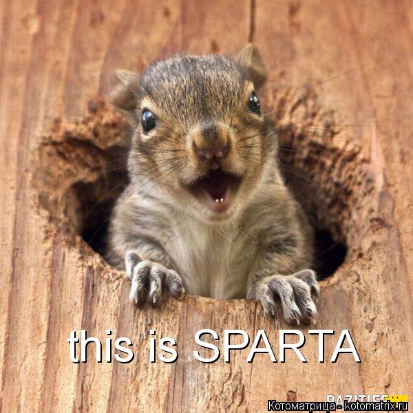 this is SPARTA... Котоматрица: this is SPARTA