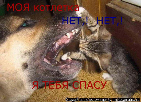 Я ТЕБЯ СПАСУ МОЯ котлетка НЕТ,! НЕТ,!... Котоматрица: Я ТЕБЯ СПАСУ МОЯ котлетка НЕТ,! НЕТ,!
