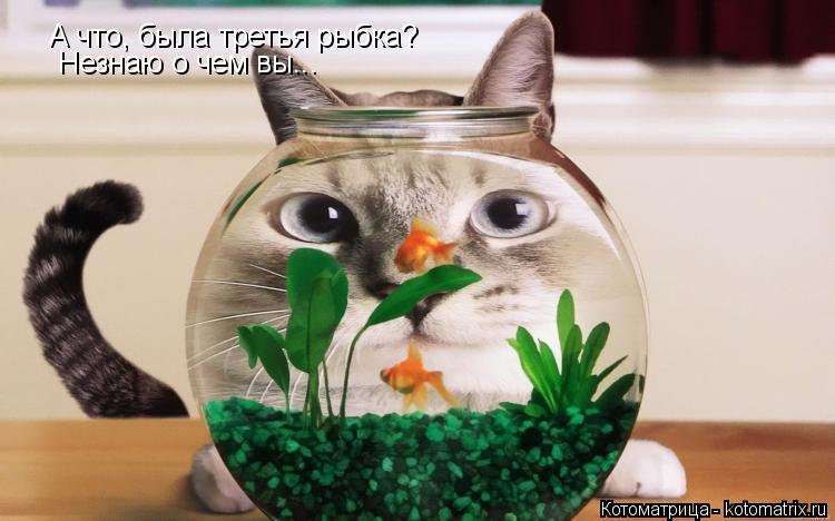 А что, была третья рыбка? Незнаю о чем вы...... Котоматрица: А что, была третья рыбка? Незнаю о чем вы...