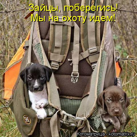 Зайцы, поберегись! Мы на охоту идем!... Котоматрица: Зайцы, поберегись! Мы на охоту идем!