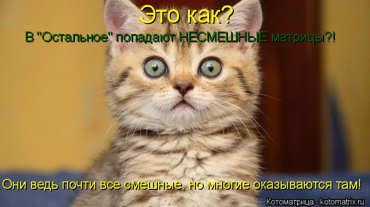 Котоматрица: Это как? В "Остальное" попадают НЕСМЕШНЫЕ матрицы?! Они ведь почти все смешные, но многие оказываются там!
