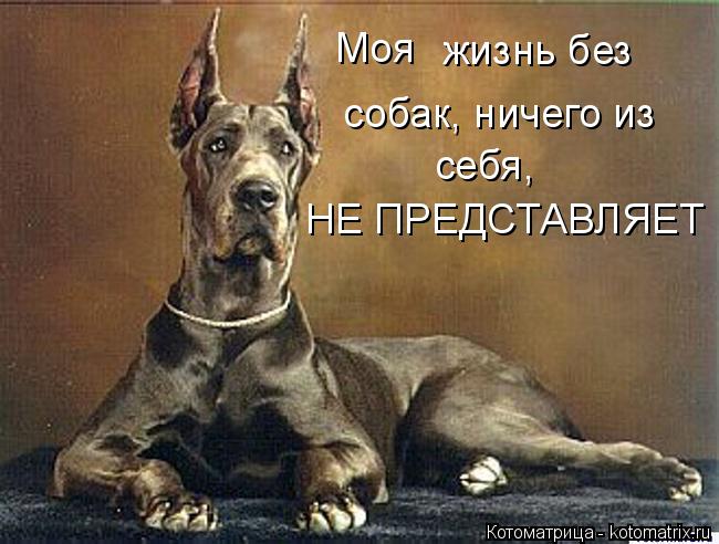 Котоматрица: Моя  жизнь без  собак, ничего из себя, НЕ ПРЕДСТАВЛЯЕТ