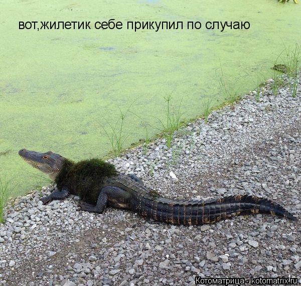 вот,жилетик себе прикупил по случаю... Котоматрица: вот,жилетик себе прикупил по случаю