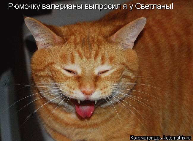 Рюмочку валерианы выпросил я у Светланы!... Котоматрица: Рюмочку валерианы выпросил я у Светланы!