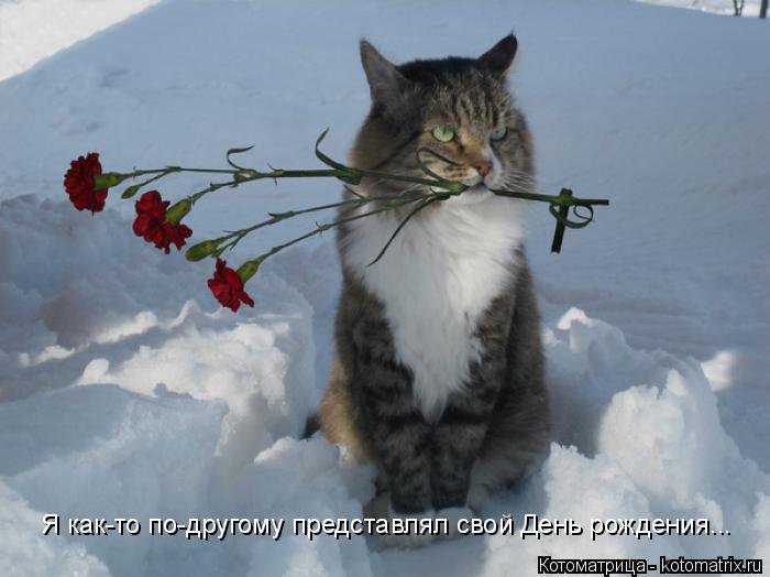 Я как-то по-другому представлял свой День рождения...... Котоматрица: Я как-то по-другому представлял свой День рождения...