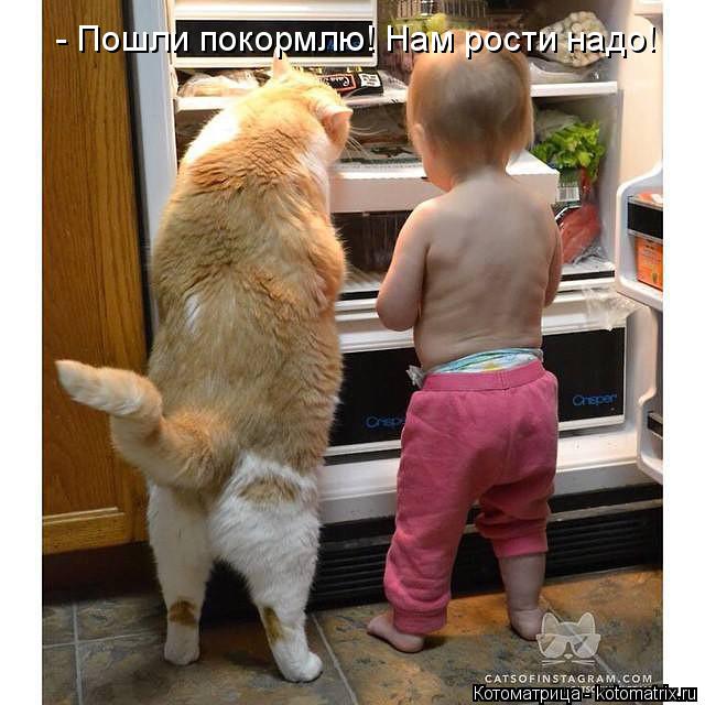 - Пошли покормлю! Нам рости надо!... Котоматрица: - Пошли покормлю! Нам рости надо!