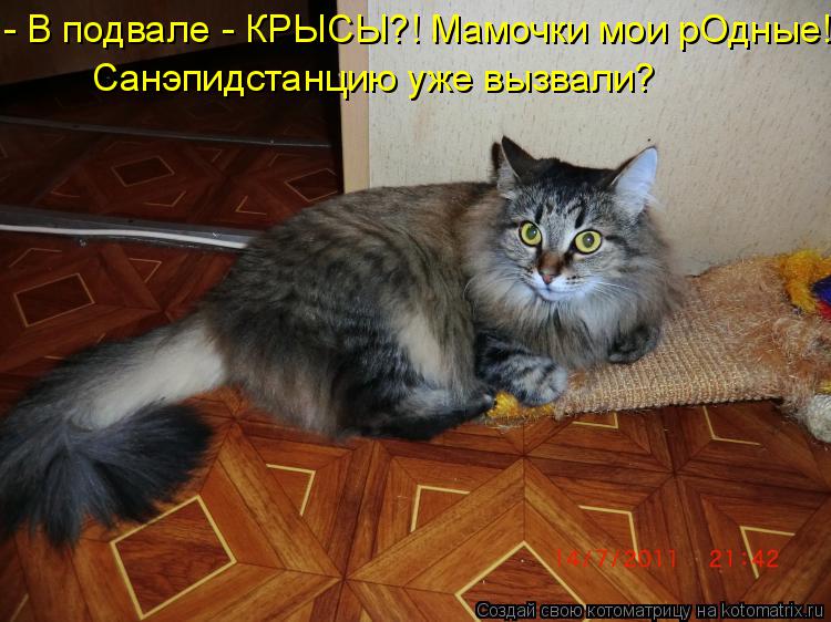 - В подвале - КРЫСЫ?! Мамочки мои рОдные! Санэпидстанцию уже вызвали?... Котоматрица: - В подвале - КРЫСЫ?! Мамочки мои рОдные! Санэпидстанцию уже вызвали?