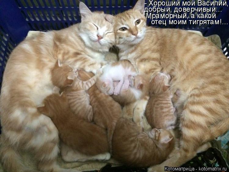 - Хороший мой Василий, добрый, доверчивый… Мраморный, а какой отец моим тигрятам!…... Котоматрица: - Хороший мой Василий, добрый, доверчивый… Мраморный, а какой отец моим тигрятам!…