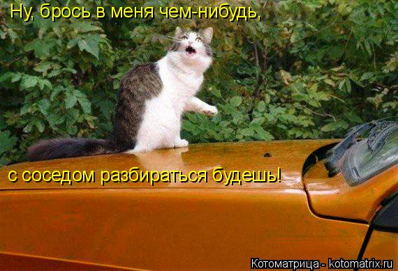 Ну, брось в меня чем-нибудь, с соседом разбираться будешь!... Котоматрица: Ну, брось в меня чем-нибудь, с соседом разбираться будешь!