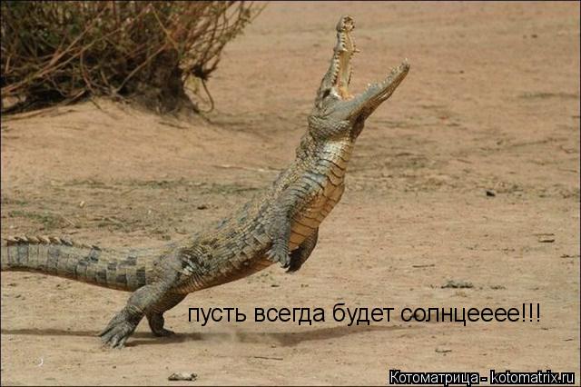 пусть всегда будет солнцееее!!!... Котоматрица: пусть всегда будет солнцееее!!!