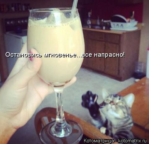 Остановись мгновенье...все напрасно!... Котоматрица: Остановись мгновенье...все напрасно!