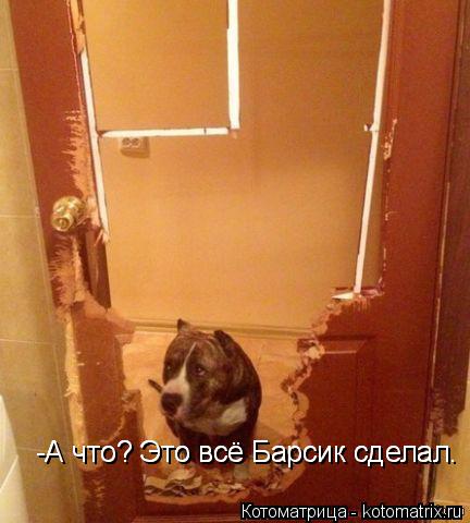 Котоматрица: -А что? Это всё Барсик сделал. -А что? Это всё Барсик сделал.