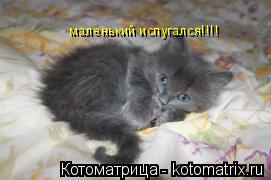 маленький испугался!!!!... Котоматрица: маленький испугался!!!!