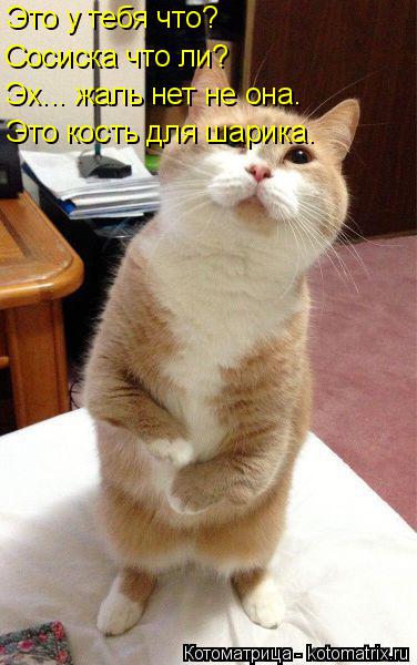 Это у тебя что? Сосиска что ли? Эх... жаль нет не она. Это кость для шарика.... Котоматрица: Это у тебя что? Сосиска что ли? Эх... жаль нет не она. Это кость для шарика.
