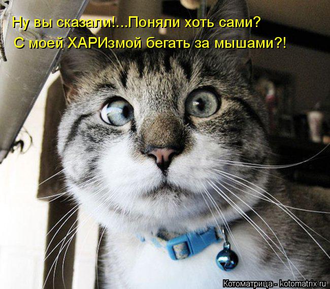 Ну вы сказали!...Поняли хоть сами? С моей ХАРИзмой бегать за мышами?!... Котоматрица: Ну вы сказали!...Поняли хоть сами? С моей ХАРИзмой бегать за мышами?!