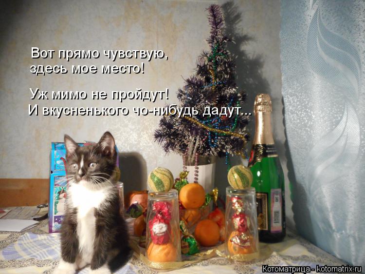Вот прямо чувствую, здесь мое место! Уж мимо не пройдут! И вкусненького чо-нибудь дадут...... Котоматрица: Вот прямо чувствую, здесь мое место! Уж мимо не пройдут! И вкусненького чо-нибудь дадут...