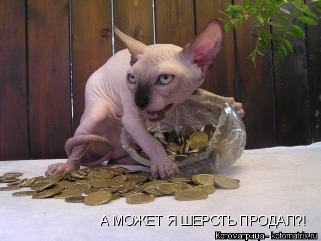А МОЖЕТ Я ШЕРСТЬ ПРОДАЛ?!... Котоматрица: А МОЖЕТ Я ШЕРСТЬ ПРОДАЛ?!