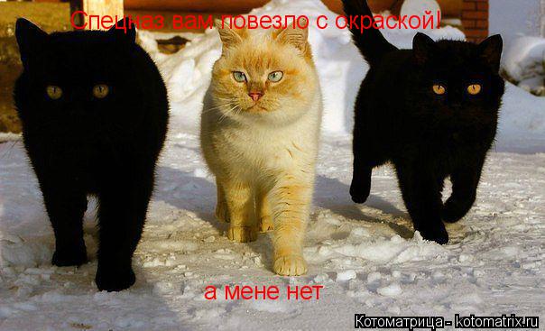 Спецназ вам повезло с окраской! а мене нет... Котоматрица: Спецназ вам повезло с окраской! а мене нет
