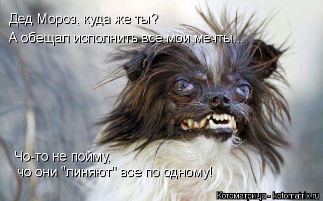 Дед Мороз, куда же ты? А обещал исполнить все мои мечты... Чо-то не пойму, чо они "линяют" все по од... Котоматрица: Дед Мороз, куда же ты? А обещал исполнить все мои мечты... Чо-то не пойму, чо они "линяют" все по одному!