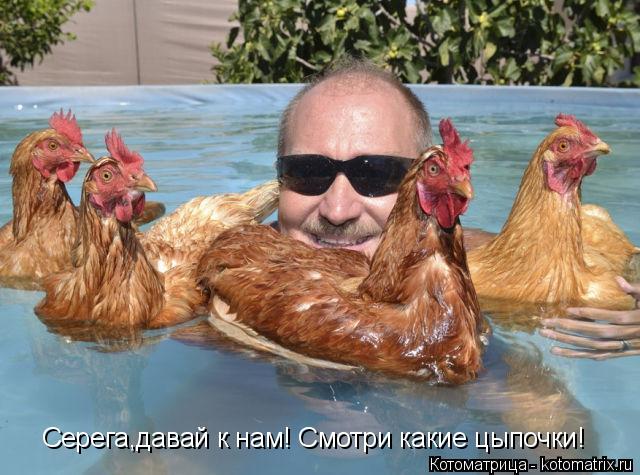 Серега,давай к нам! Смотри какие цыпочки!... Котоматрица: Серега,давай к нам! Смотри какие цыпочки!