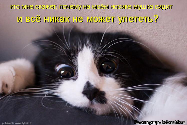 кто мне скажет, почему на моём носике мушка сидит и всё никак не может улететь?... Котоматрица: кто мне скажет, почему на моём носике мушка сидит и всё никак не может улететь?