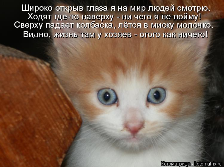 Широко открыв глаза я на мир людей смотрю. Ходят где-то наверху - ни чего я не пойму! Сверху падает к... Котоматрица: Широко открыв глаза я на мир людей смотрю. Ходят где-то наверху - ни чего я не пойму! Сверху падает колбаска, лётся в миску молочко. Видно, жиз