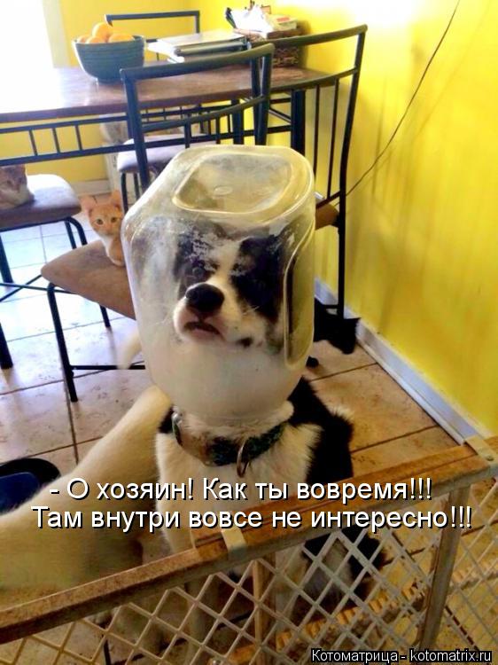 - О хозяин! Как ты вовремя!!! Там внутри вовсе не интересно!!!... Котоматрица: - О хозяин! Как ты вовремя!!! Там внутри вовсе не интересно!!!