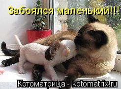 Забоялся маленький!!!... Котоматрица: Забоялся маленький!!!
