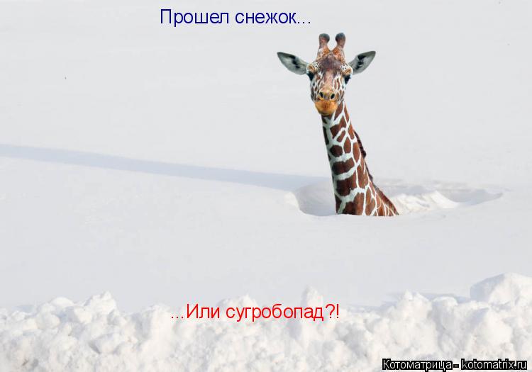 Прошел снежок... ...Или сугробопад?!... Котоматрица: Прошел снежок... ...Или сугробопад?!