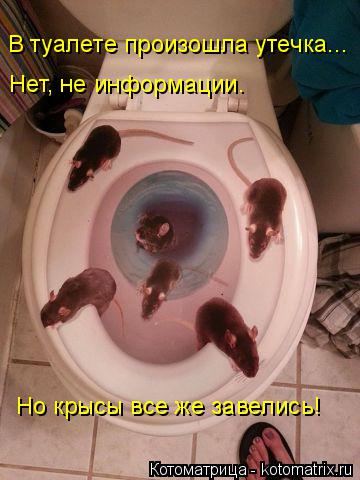 Котоматрица: В туалете произошла утечка... Нет, не информации.  Но крысы все же завелись!