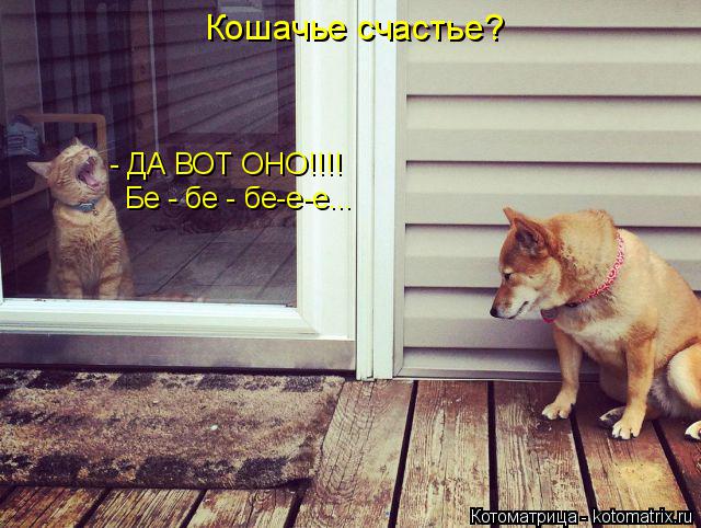 - ДА ВОТ ОНО!!!! Бе - бе - бе-е-е... Кошачье счастье?... Котоматрица: - ДА ВОТ ОНО!!!! Бе - бе - бе-е-е... Кошачье счастье?