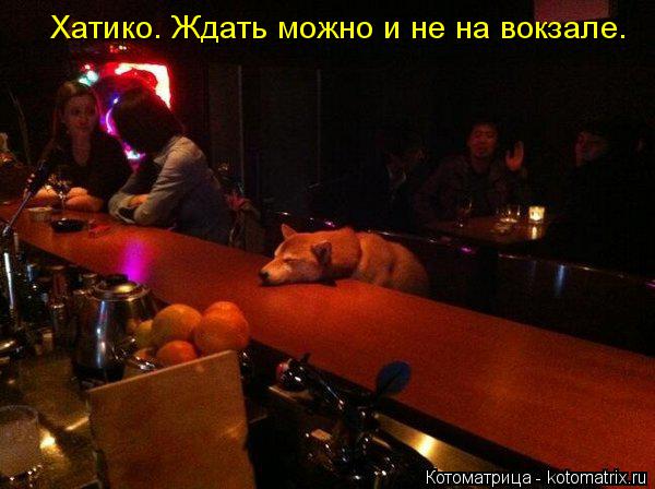 Хатико. Ждать можно и не на вокзале.... Котоматрица: Хатико. Ждать можно и не на вокзале.