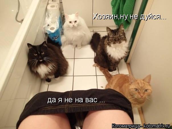 Хозяин,ну не дуйся... да я не на вас ...... Котоматрица: Хозяин,ну не дуйся... да я не на вас ...
