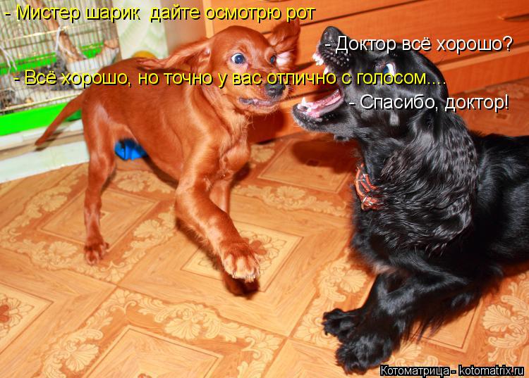 - Мистер шарик дайте осмотрю рот - Доктор всё хорошо? - Всё хорошо, но точно у вас отлично с голосом... Котоматрица: - Мистер шарик дайте осмотрю рот - Доктор всё хорошо? - Всё хорошо, но точно у вас отлично с голосом.... - Спасибо, доктор!
