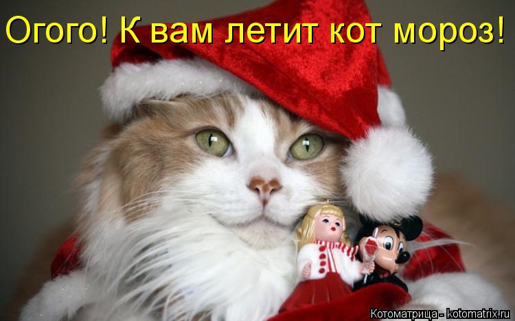 Огого! К вам летит кот мороз!... Котоматрица: Огого! К вам летит кот мороз!