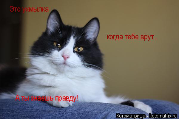 Это ухмылка когда тебе врут.. А ты знаешь правду!... Котоматрица: Это ухмылка когда тебе врут.. А ты знаешь правду!