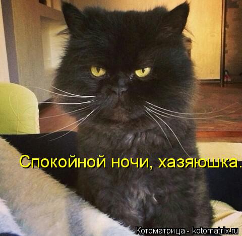 Спокойной ночи, хазяюшка.... Котоматрица: Спокойной ночи, хазяюшка.