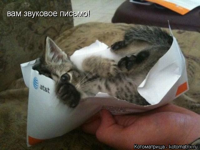 вам звуковое письмо!... Котоматрица: вам звуковое письмо!