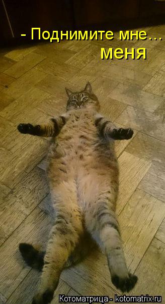 - Поднимите мне… меня... Котоматрица: - Поднимите мне… меня