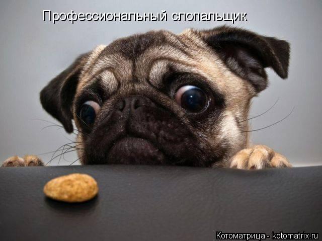 Профессиональный слопальщик... Котоматрица: Профессиональный слопальщик