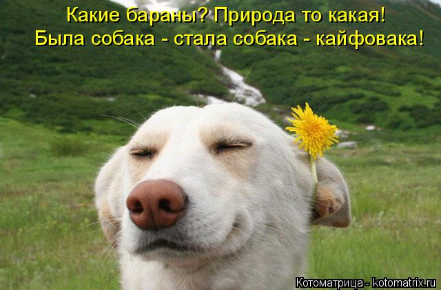 Какие бараны? Природа то какая! Была собака - стала собака - кайфовака!... Котоматрица: Какие бараны? Природа то какая! Была собака - стала собака - кайфовака!