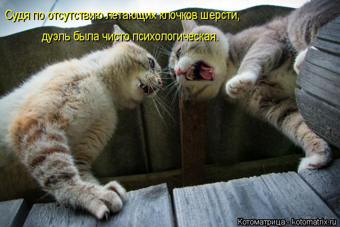 Судя по отсутствию летающих клочков шерсти, дуэль была чисто психологическая.... Котоматрица: Судя по отсутствию летающих клочков шерсти, дуэль была чисто психологическая.