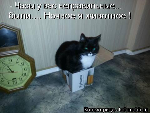 - Часы у вас неправильные... были.... Ночное я животное !... Котоматрица: - Часы у вас неправильные... были.... Ночное я животное !