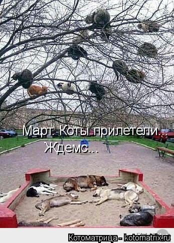 Март. Коты прилетели... Ждемс...... Котоматрица: Март. Коты прилетели... Ждемс...